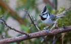 Bridled titmouse Art Print